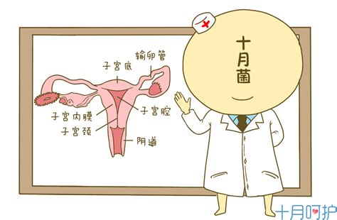 妇科病|15种常见的妇科疾病